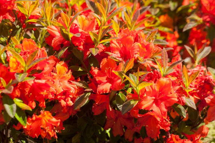 Rhododendron lut.'Aprikot', Sommergrüne Azalee 'Aprikot', orangerot