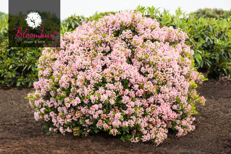 Rhododendron micranthum 'Bloombux' ®, Bloombux rosa