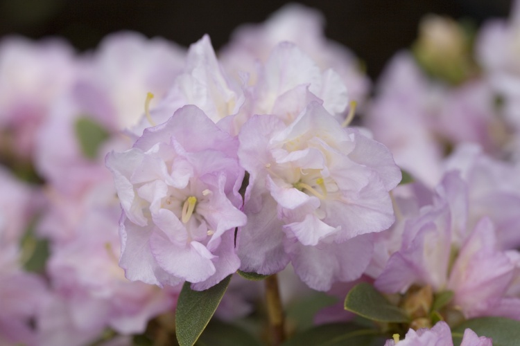 Rhododendron dauric.'April Reign', Rhododendron dauric.zartrose
