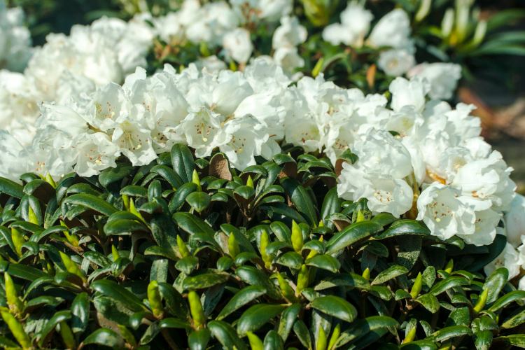 Rhododendron yak.'Schneekissen', Yaku-Rhododendron weiß