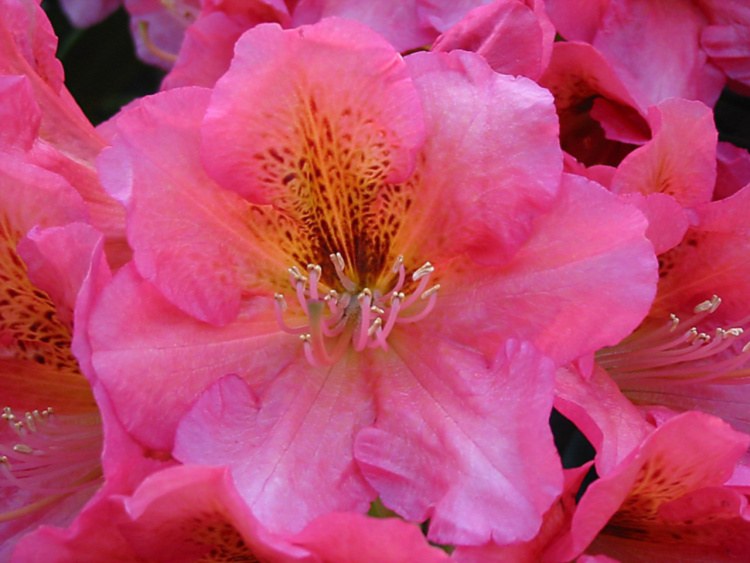 Rhododendron Hybr.'Dolcemente', Rhododendron-Hybride rosa orange