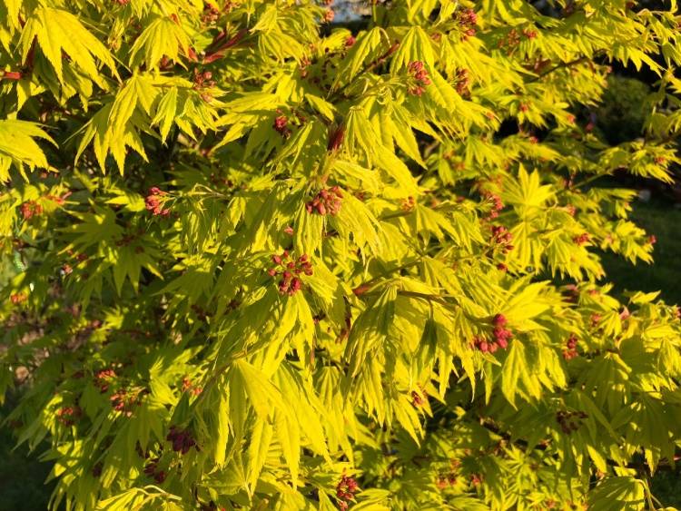 Acer shirasawanum 'Jordan'  -S-, Fächerahorn 'Jordan'  -S- gelb