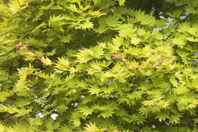 Acer shirasawanum 'Autumn Moon', Japanischer Goldahorn 'Autumn Moon' gelb