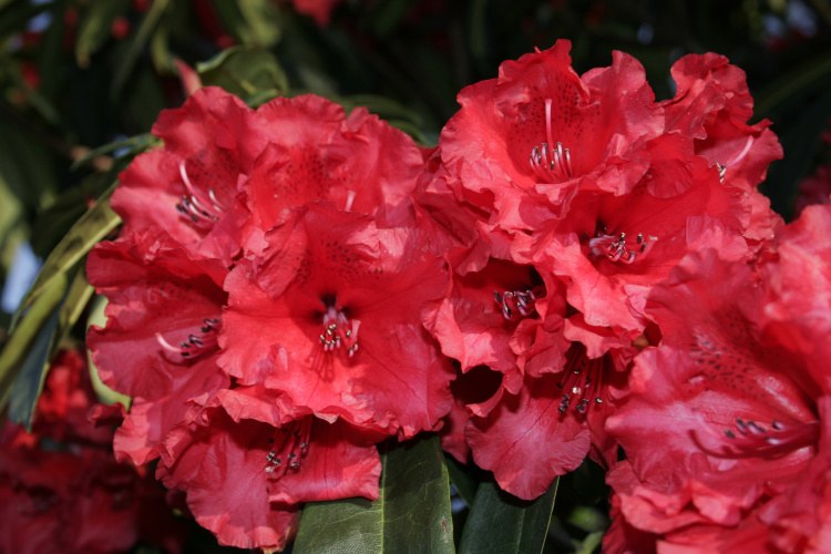 Rhododendron Hybr.'Taurus', Rhododendron-Hybride 'Taurus' rot